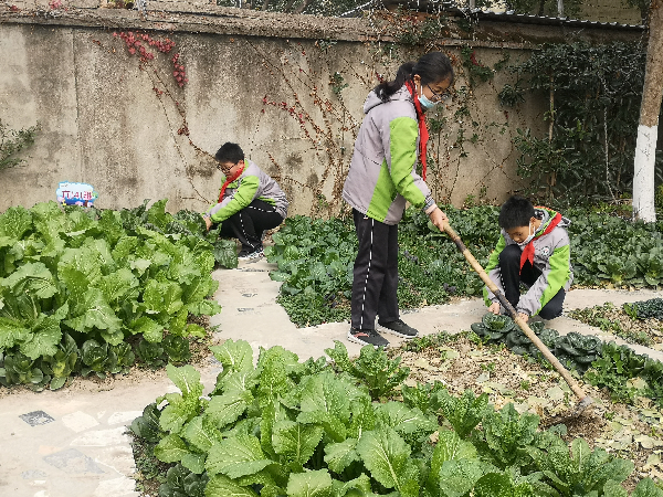 奉贤区泰日学校“菊韵耕种园”种植实践项目